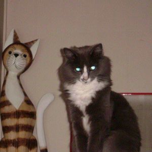 Meet your Posher, Gwen